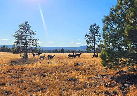 Buffalo Park Flagstaff