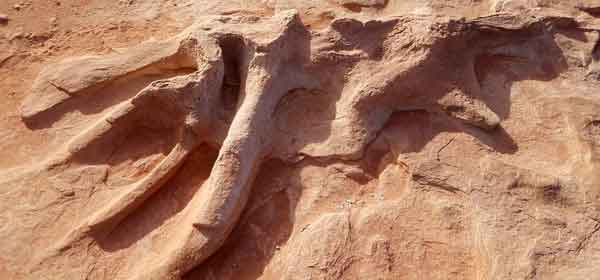 real dinosaur tracks